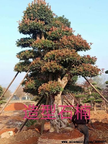 椤木石楠,造型桩景