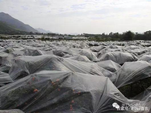 植物抗冻|原理及柑橘防冻害