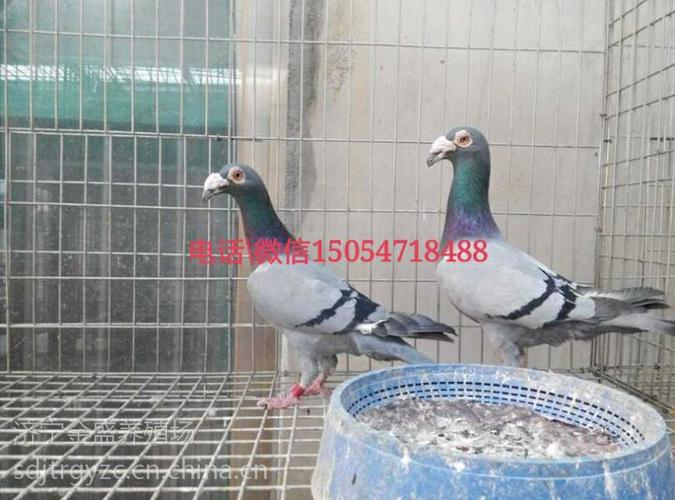 白羽王种鸽价格,银王肉鸽种鸽价格