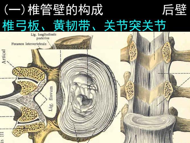 (参考课件)椎管的解剖及其影像学循征.ppt