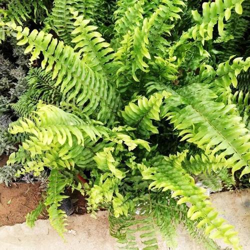 波斯顿蕨怎么就黄叶了,还不是因为太干了,这样做就对了