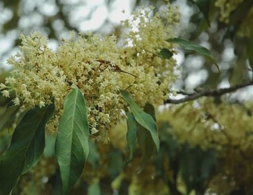 《中国国家重点保护野生植物(第一批)》名单,为 国家Ⅱ级濒危重点保护