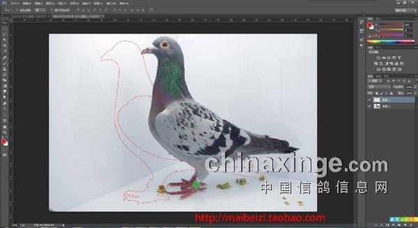 北京公棚-教教大家如何制作赛鸽图片