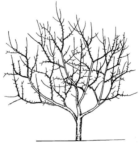 杏树自然圆头形怎样整形?