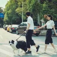 街景情侣头像两张一对 走在街上 轨道上 公园遛狗