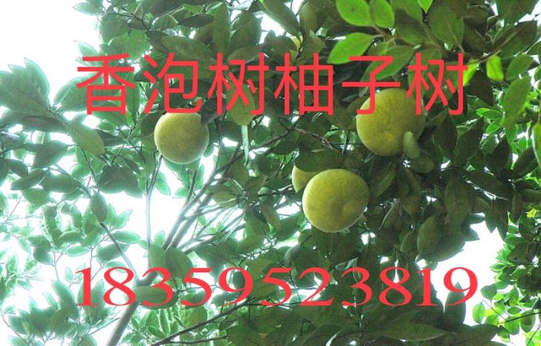 福建柚子苗 香泡树工程苗木 香泡树苗农价格 柚子树基地 柚子树工程