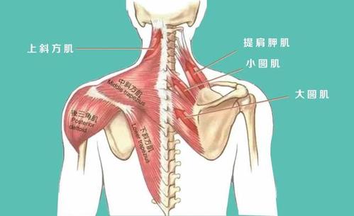 颈椎疼痛,是肩胛骨不稳引起的?