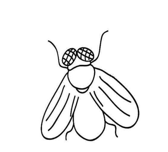 武汉最常见的苍蝇种类为:家蝇,巨尾阿丽蝇,丝光绿蝇,综尾别