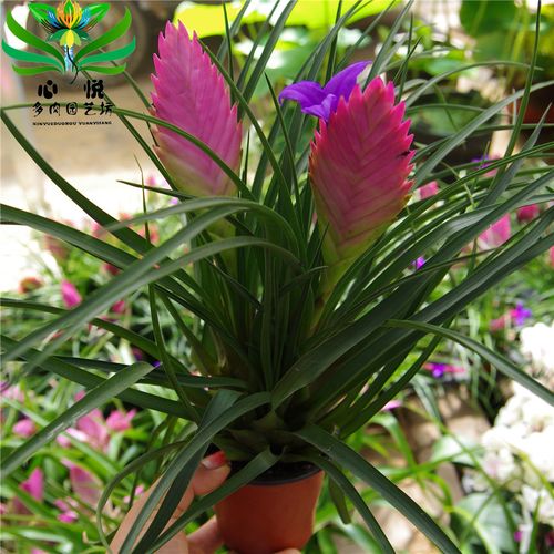 双头铁兰花室内阳台盆栽花卉绿植四季开花植物净化空气凤梨草包邮_7折