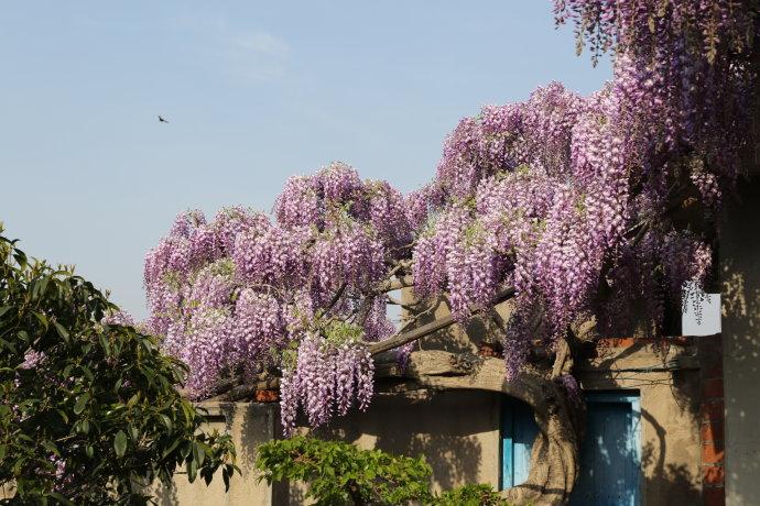 紫藤山庄--周家庄