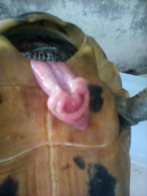 我的乌龟肠子脱出来了救命啊!