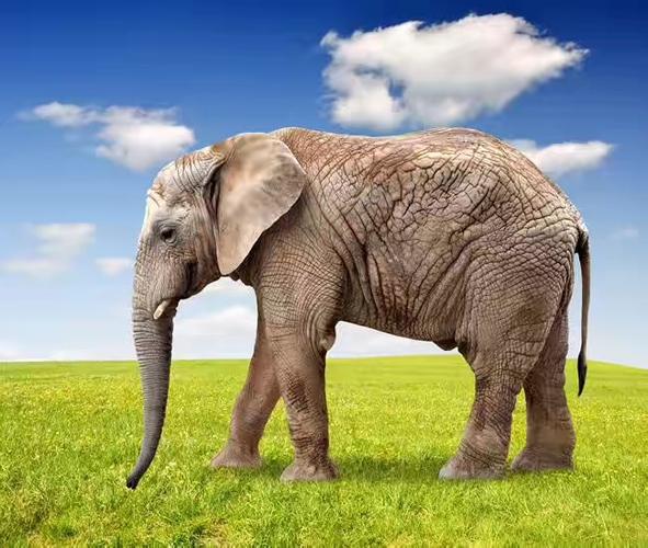 什么东西像大象一样但毫无重量?(脑筋急转弯)