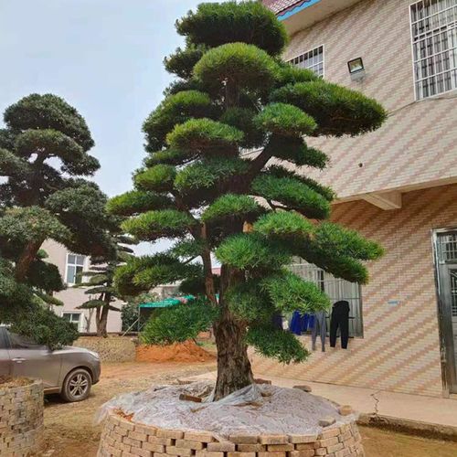 益阳基地22公分造型罗汉松价格 罗汉松造型树哪里有