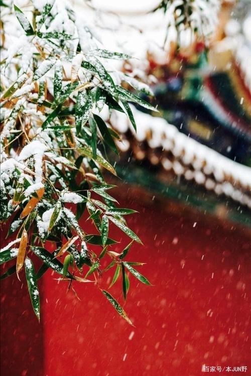故宫的雪,我慢慢地听 雪落下的声音