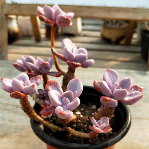 购客丘比特多肉植物造型老桩盆景一物一拍图新款 稀有高端精品美控型