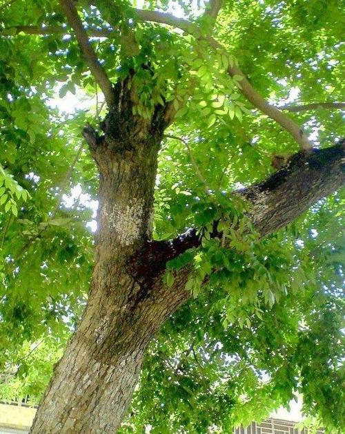 红酸枝要经过几百年方可成材,不仅有黄花梨的花纹,还有紫檀的色泽