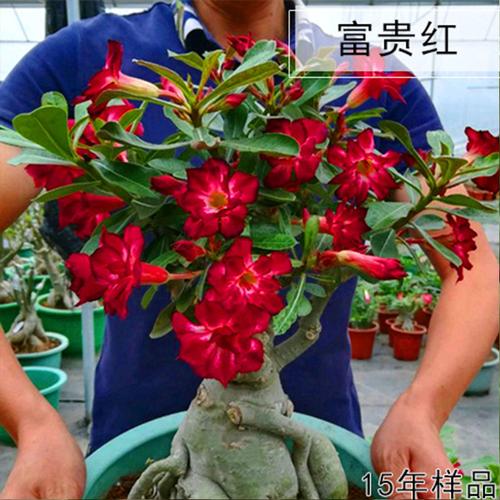 老桩四季好养盆栽开花绿植养不死耐旱花卉多肉沙漠玫瑰品种8无植物