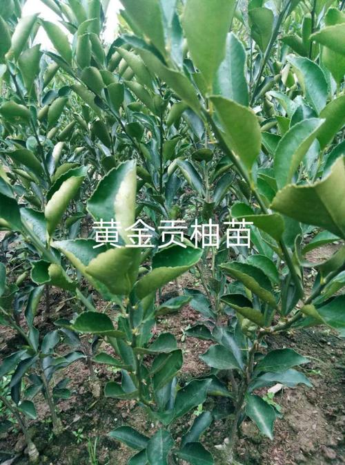 黄金贡柚苗优质嫁接的货真价实假一赔十可供技术指导