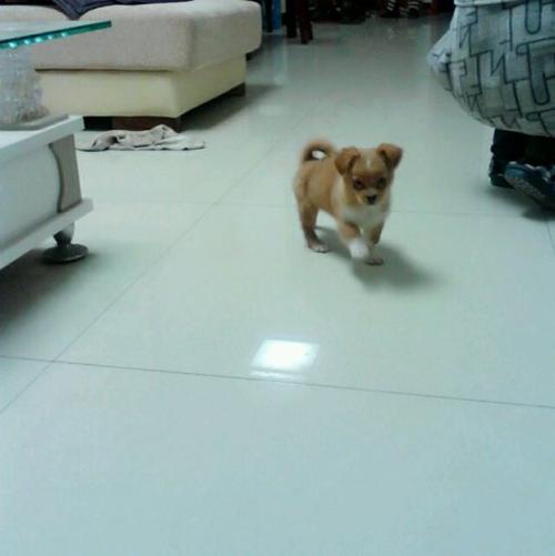 大家帮我看看这是什么狗狗,老板说是杂交吉娃娃