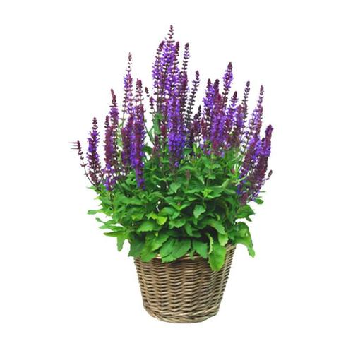 在阳台适合新手种植的花卉——鼠尾草属|一串红|植株