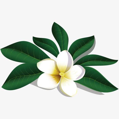 关键词 : 矢量,矢量素材,茉莉花,茉莉花素材,手绘茉莉花,卡通茉莉花