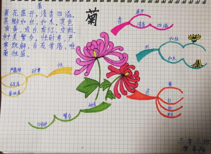 菊花的思维导图