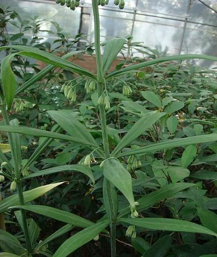 如何从叶子和株形上辨别药用黄精的真假?