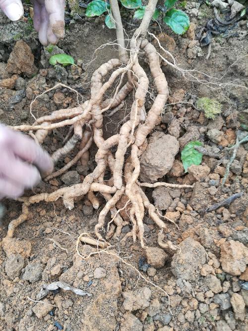 中药巴戟天如何制?