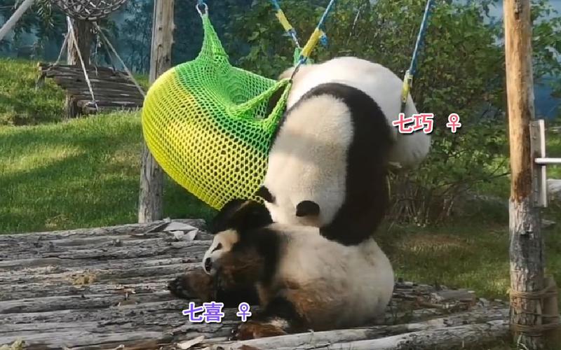 大熊猫七巧七喜有些姐姐的爱也重如泰山