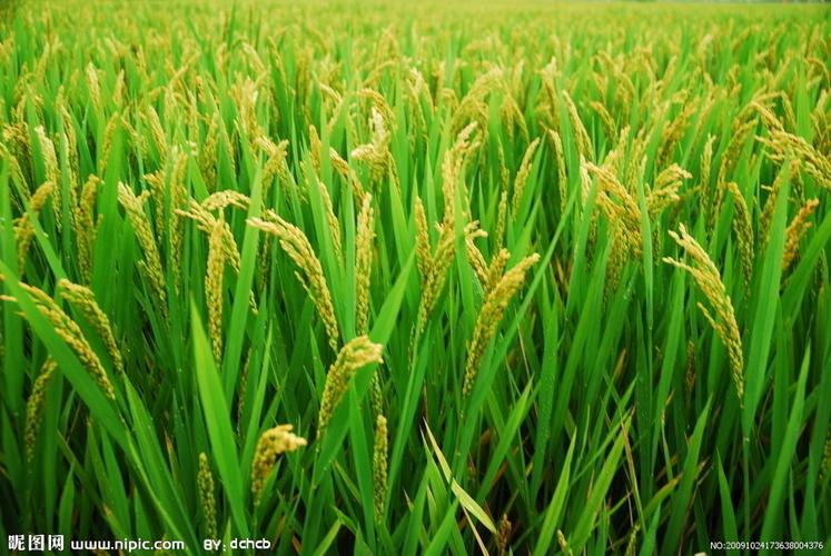 稻谷图片
