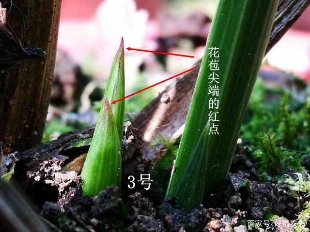 秋天挑选兰花,遇到这样的,就好好收藏吧,可能会开好花