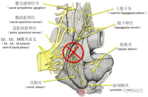 医学笔记|直肠骶骨筋膜的应用解剖(图文)
