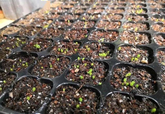 仙人球也可以"播种",发芽率高,出苗多,长胖又开花_种子