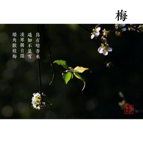 又见香雪,倾听花开