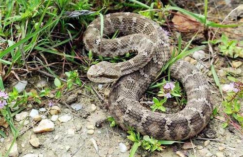 蝮蛇毒性大吗?在不清楚的情况最好避开
