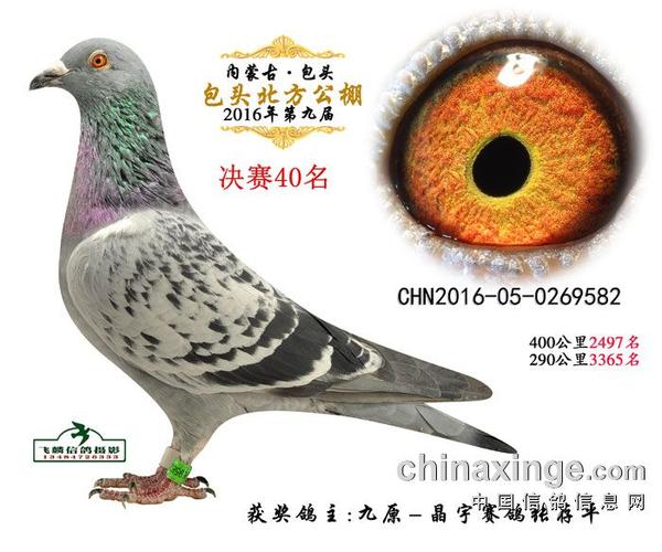 北方公棚500公里决赛优胜鸽欣赏(31-45名)