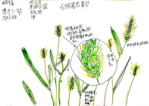 洋湖的秋天有一片文艺感十足的狗尾巴草海