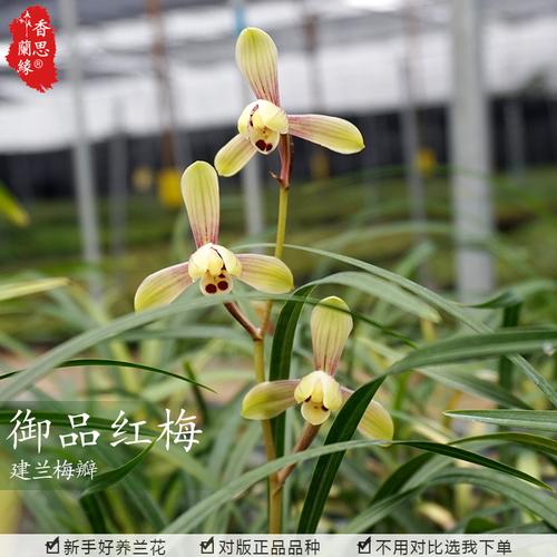 香思兰缘建兰御品红梅先明艺新品四季兰盆栽室内花卉兰花苗夏花期