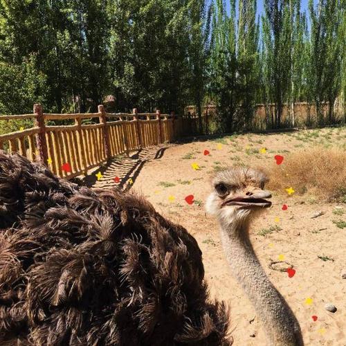 武威神州荒漠野生动物园新"萌宠"上线啦!