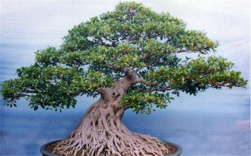 中国什么盆景排第一,十大盆景名贵树种排名榜