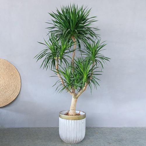 新品龙血树大型绿植多头单杆老桩造型龙须树耐阴观叶植物网红室内