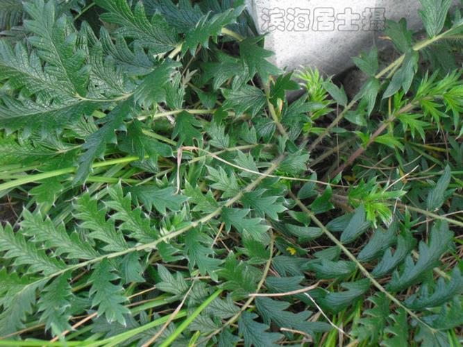 翻白草——糖尿病的克星【转载】 - wangjinglin8628 - 情融冰心的