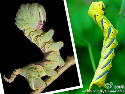 鬼脸天蛾的幼虫,可以变成巨大的蛾子,成虫的后背上有骷髅头形状的斑纹