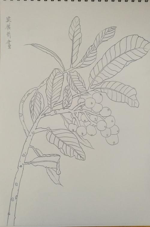 枇杷熟了,可以写生啦