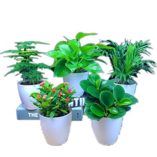 植办公室物绿树发财盆栽2021萝文竹花卉室内盆景水绿盆栽培植绿