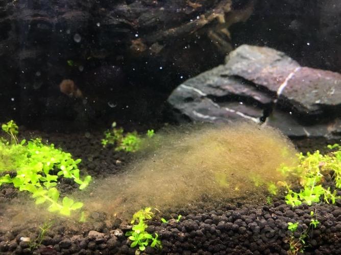 请教这是不是菌膜?