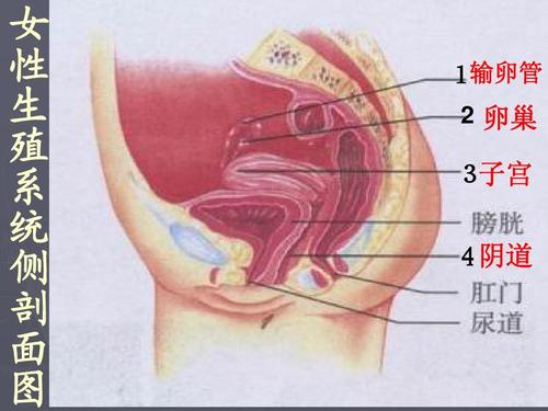 第1节 新生命的诞生 女 性 生 殖 系 统 侧 剖 面    输卵管 1   卵巢