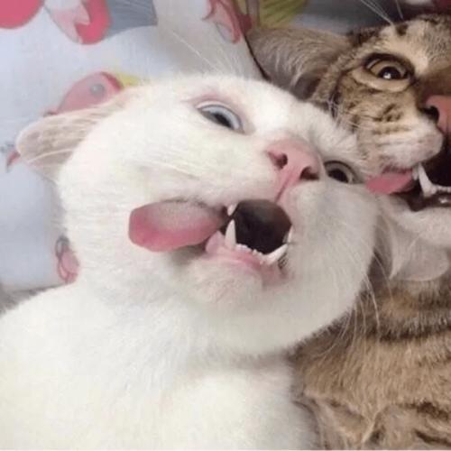 情头沙雕情侣头像