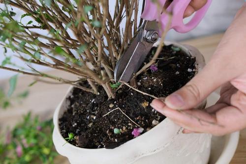 超实用的小技巧,教你如何修剪花卉,花卉越剪越旺!