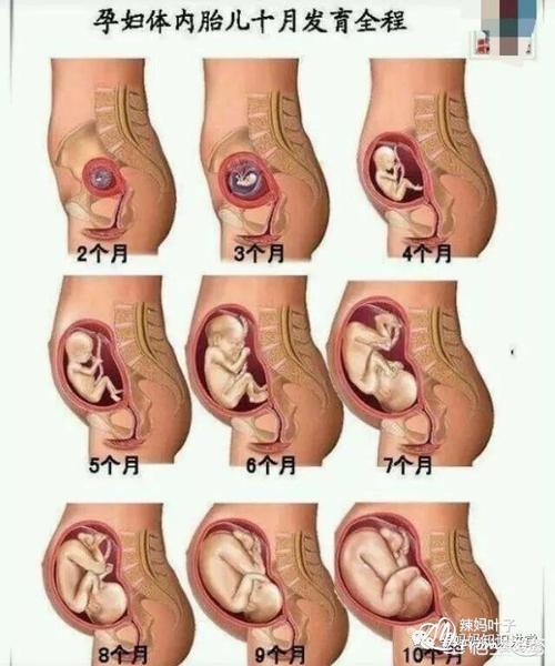 胎儿1-40周的发育全过程图解,孕妈必看